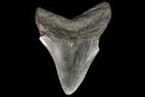 Bargain, Fossil Megalodon Tooth - Georgia #76495-1